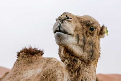 Close-up of camel against clear sky