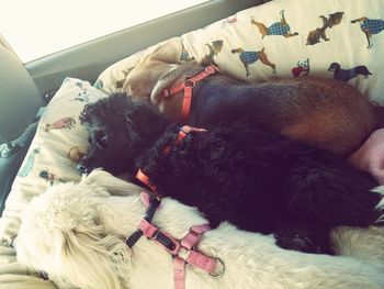 High angle view of dog resting on bed