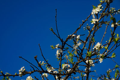 Low angle view of flower tree against clear blue sky