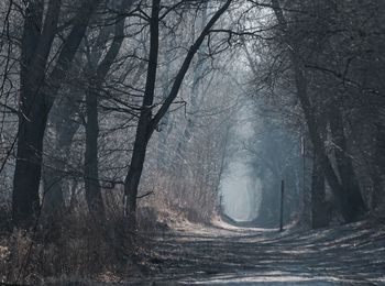 Trees in forest against sky during winter