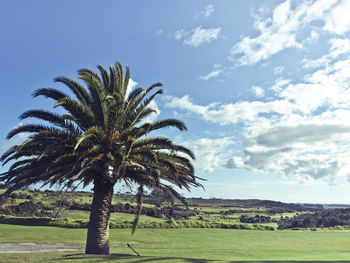 Palm trees on grassy landscape against blue sky