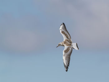 Low angle view of birds flying