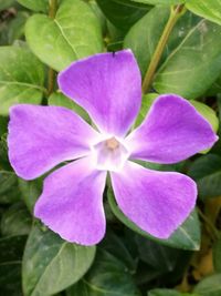 Close-up of purple flowering plant