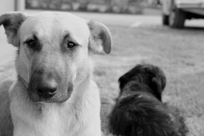 Close-up portrait of dog