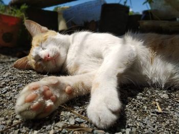 Close-up of cat resting