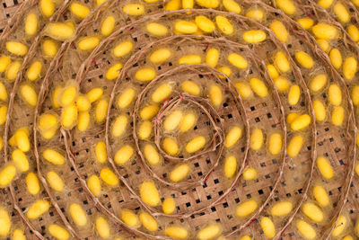 Full frame shot of yellow snake