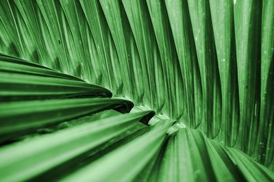 Full frame shot of green leaves