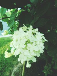 Close-up of white flowers