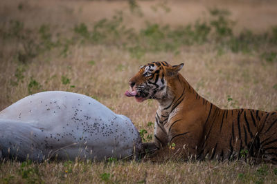 Tiger in a field