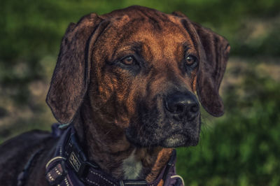 Close-up portrait of dog