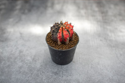 Close-up of potted cactus flower pot on table