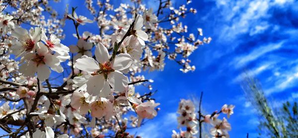 Low angle view of cherry blossoms against blue sky