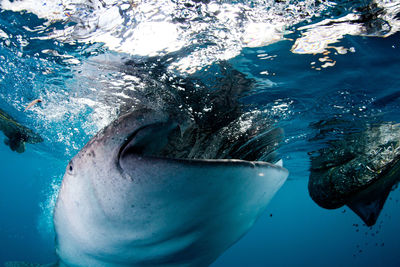 Close-up of whale shark swimming in sea