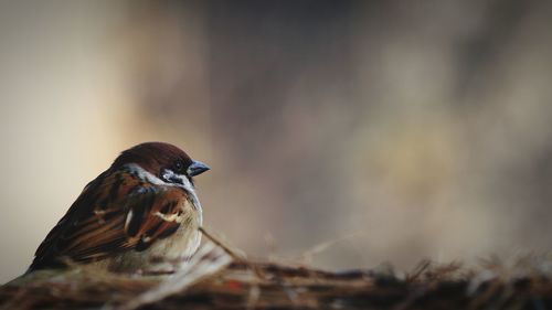 Close-up of bird perching on twig