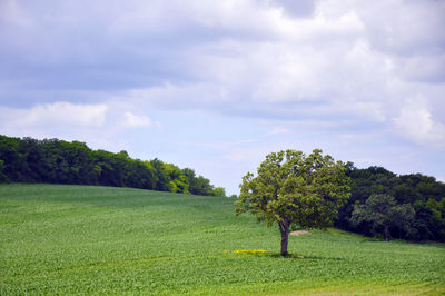 Trees on field against sky