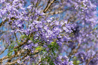 Close-up of cherry blossom