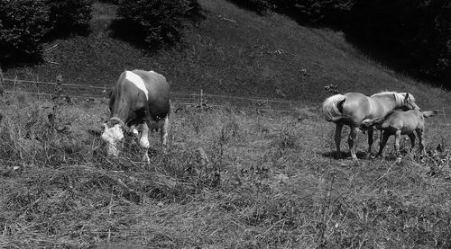 Cow and horses standing on grassy field