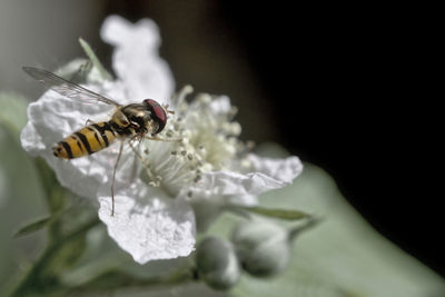 Close-up of bee on flower