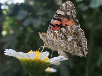 Close-up of butterfly pollinating on flower