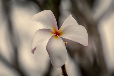 Close-up of white flowering plant