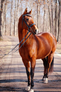 Horse standing in ranch