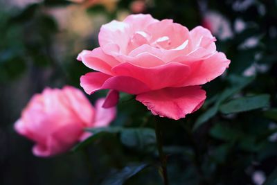 Close-up of pink flower blooming outdoors