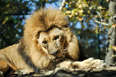 Low angle view of lion on field during sunny day