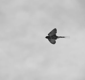 Close-up of bird flying against sky