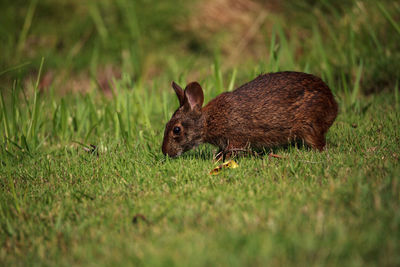 Marsh rabbit sylvilagus palustris with its short ears and large eyes in naples, florida