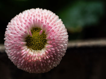 Close-up of pink flower