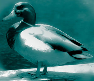 Close-up of swan in water