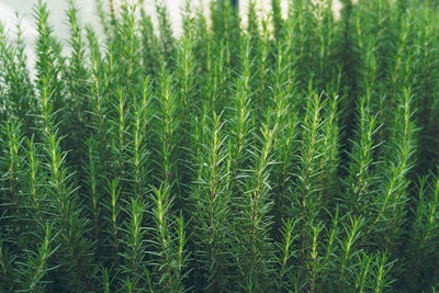 Close-up of crops growing on field