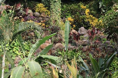 Close-up of plants