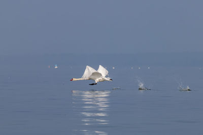 Swans swimming in lake