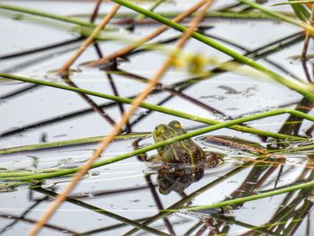 Close-up of insect on plant