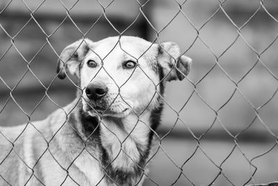 Portrait of dog seen through chainlink fence