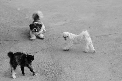 Dogs playing with cat