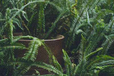 Tokoname city, aichi prefecture - scenery of the pottery walkway.