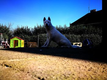 Dog by trees against clear sky