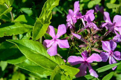 Close-up of purple flowers blooming outdoors