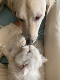  cats and dogs love