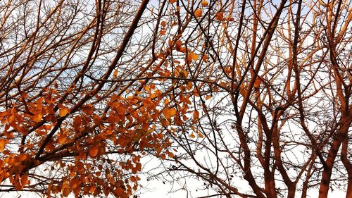 Low angle view of bare tree