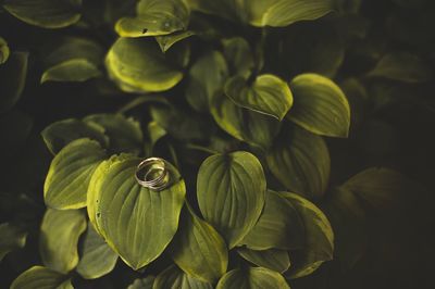 Full frame shot of green leaves