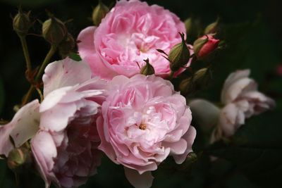 Close-up of pink flowers blooming outdoors