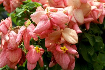 Close-up of pink flowers