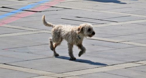 High angle view of dog walking on footpath