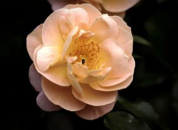 Close-up of rose against black background