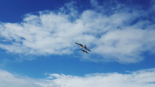 Low angle view of birds flying in sky