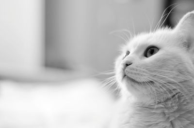 Close-up of cat looking away