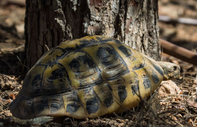 Close-up of turtle on field